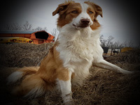 sadie